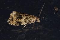 Celypha lacunana