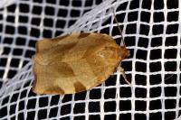 Choristoneura hebenstreitella