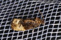 Hedya nubiferana