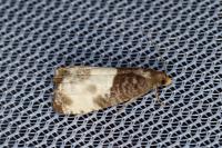 Notocelia cynosbatella