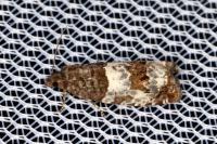 Notocelia trimaculana