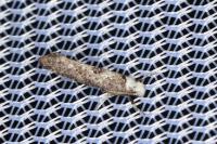 Paraswammerdamia albicapitella