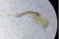 Caloptilia alchimiella