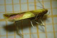 Caloptilia alchimiella