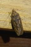 Hofmannophila pseudospretella