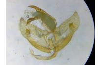 Hofmannophila pseudospretella