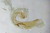 Hofmannophila pseudospretella