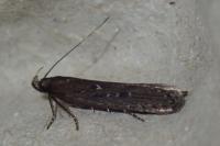 Neofaculta ericetella