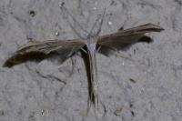 Emmelina monodactyla