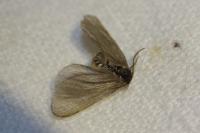 Rebelia plumella surientella