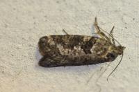Cnephasia