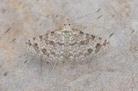 Alucita desmodactyla