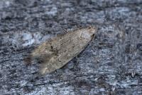 Teleiodes vulgella