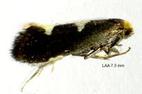 Incurvaria masculella