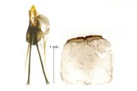 Incurvaria masculella