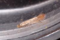 Phyllonorycter