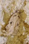 Agonopterix arenella