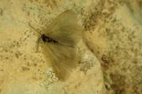 Rebelia plumella surientella