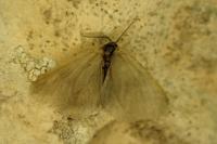 Rebelia plumella surientella