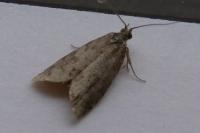 Cnephasia