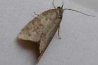 Cnephasia