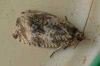 Celypha lacunana