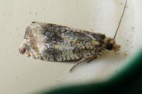 Celypha lacunana