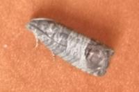 Cydia pomonella