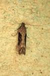 Scrobipalpa costella