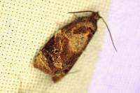 Ditula angustiorana