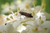 Glyphipterix simpliciella