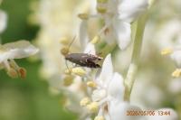 Glyphipterix simpliciella
