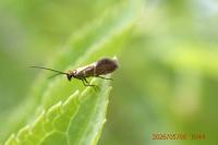 Micropterix aruncella