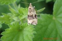 Celypha lacunana