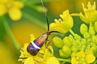 Adela australis