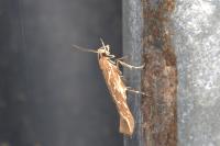 Pyroderces argyrogrammos