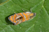 Olethreutes arcuella