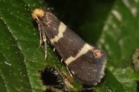 Lampronia flavimitrella
