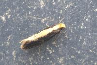Monopis crocicapitella