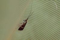 Adela australis