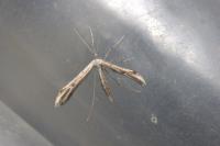 Emmelina monodactyla