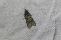 Cnephasia