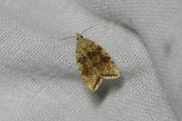 Aleimma loeflingiana