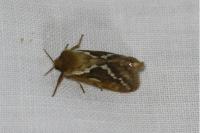 Korscheltellus lupulinus