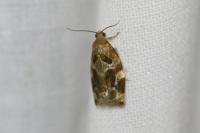 Archips xylosteana