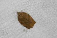 Pandemis heparana