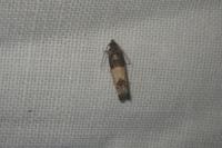 Spilonota ocellana