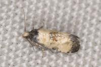 Neocochylis dubitana