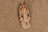 Agonopterix arenella