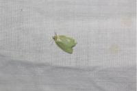 Tortrix viridana